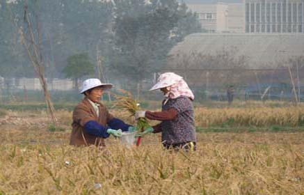 harvesting rice image