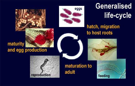 generalised life-cycle