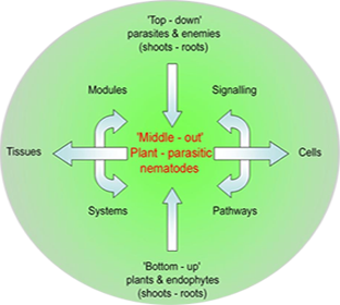 Middle out diagram