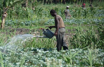 watering cabbages africa