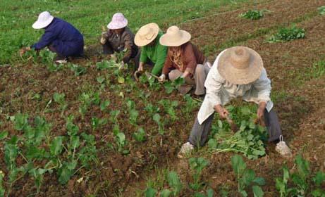 planting canola China