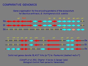 rhamnose operon image